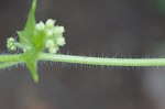 Oneseed bur cucumber