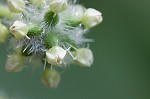 Oneseed bur cucumber