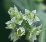 Oneseed bur cucumber