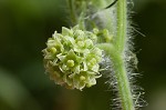 Oneseed bur cucumber