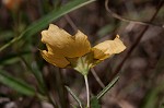 Elliott's fanpetals