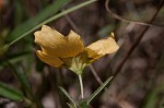 Elliott's fanpetals