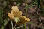 Elliott's fanpetals