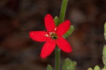 Royal catchfly