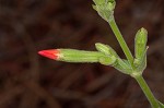 Royal catchfly