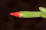 Royal catchfly