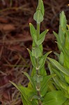 Royal catchfly