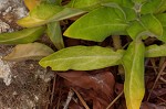 Royal catchfly