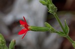 Royal catchfly