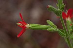 Royal catchfly