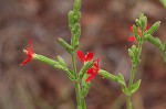 Royal catchfly