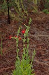 Royal catchfly