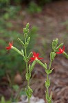 Royal catchfly