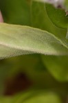 Royal catchfly