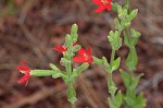 Royal catchfly