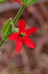 Royal catchfly