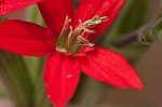 Royal catchfly