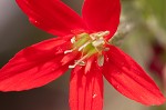 Royal catchfly