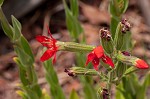 Royal catchfly