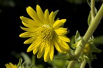 Compass plant