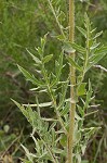 Compass plant