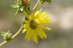 Compass plant