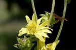 Compass plant