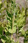 Compass plant