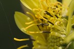 Compass plant