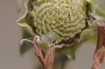 Compass plant