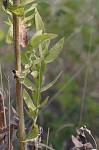 Compass plant