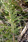 Compass plant