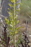 Compass plant