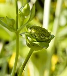 Cup plant