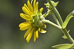 Whorled rosinweed