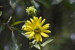 Whorled rosinweed