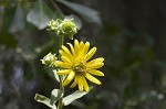 Whorled rosinweed