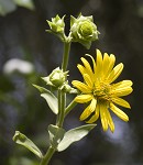 Whorled rosinweed