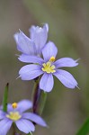 Needle-tip blue-eyed-grass