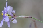 Needle-tip blue-eyed-grass