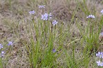 Needle-tip blue-eyed-grass