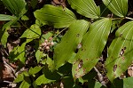 False Solomon's-seal