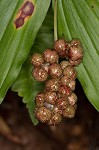 False Solomon's-seal