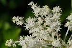 False Solomon's-seal