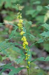 Mountain decumbent goldenrod