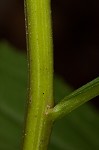 Mountain decumbent goldenrod