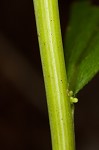 Mountain decumbent goldenrod