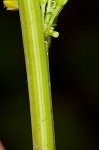 Mountain decumbent goldenrod