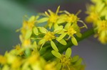 Mountain decumbent goldenrod