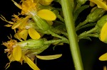 Mountain decumbent goldenrod